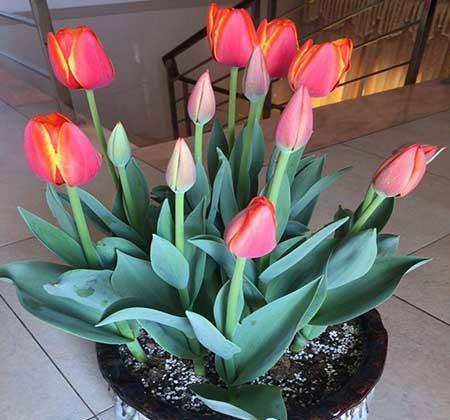 适合室内养的耐寒花卉绿植