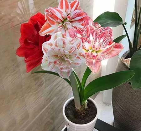 适合室内养的耐寒花卉绿植