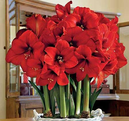 适合室内养的耐寒花卉绿植