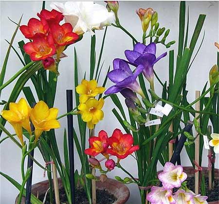 适合室内养的耐寒花卉绿植