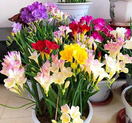 适合室内养的耐寒花卉绿植