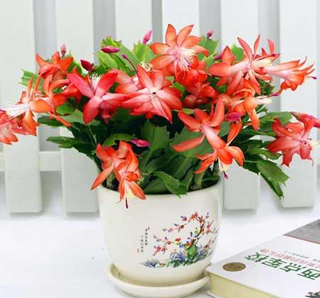 适合室内养的耐寒花卉绿植