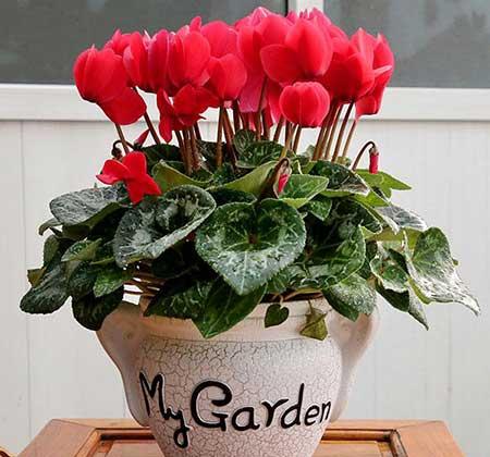 适合室内养的耐寒花卉绿植