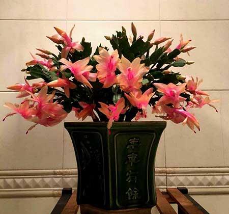 适合室内养的耐寒花卉绿植