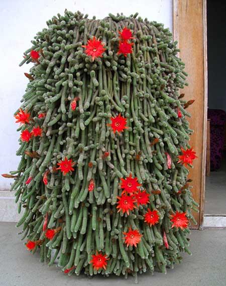 适合室内养的耐寒花卉绿植