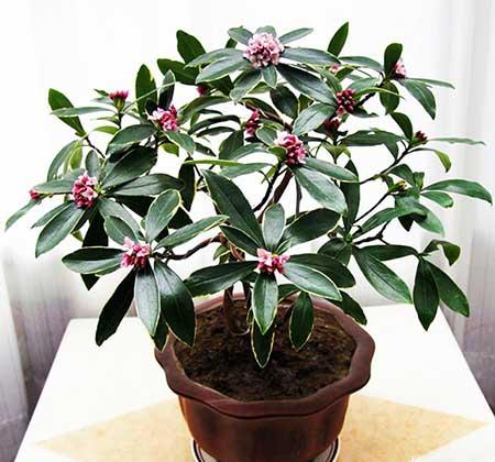 适合室内养的耐寒花卉绿植