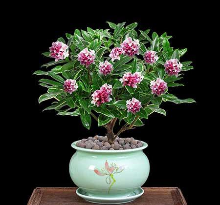 适合室内养的耐寒花卉绿植