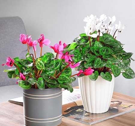 适合室内养的耐寒花卉绿植