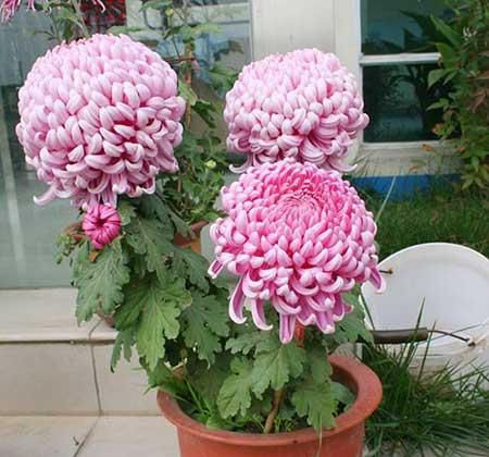 适合室内养的耐寒花卉绿植