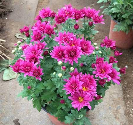 适合室内养的耐寒花卉绿植