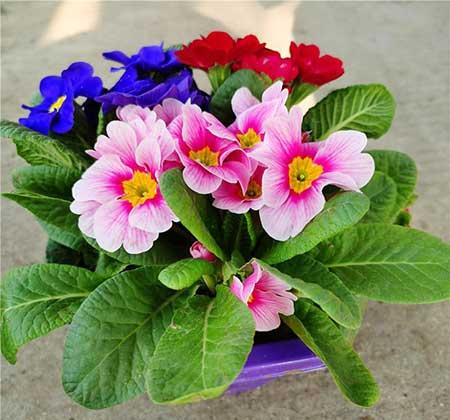 适合室内养的耐寒花卉绿植