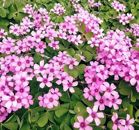 适合室内养的耐寒花卉绿植