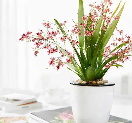 适合室内养的耐寒花卉绿植