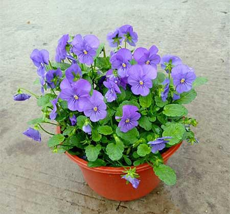 适合室内养的耐寒花卉绿植