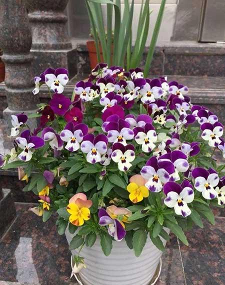 适合室内养的耐寒花卉绿植