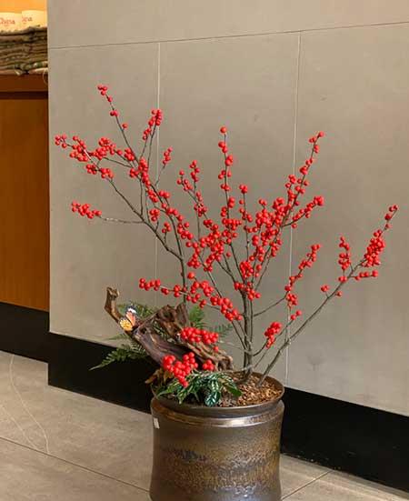 适合室内养的耐寒花卉绿植