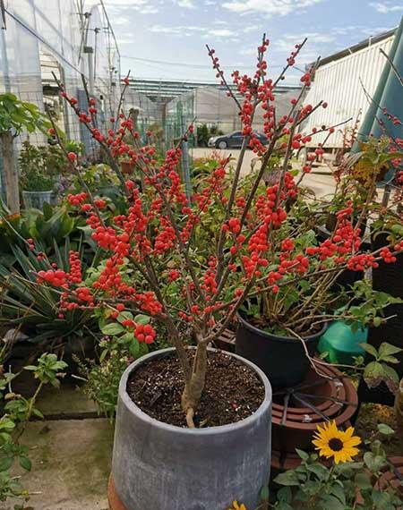 适合室内养的耐寒花卉绿植