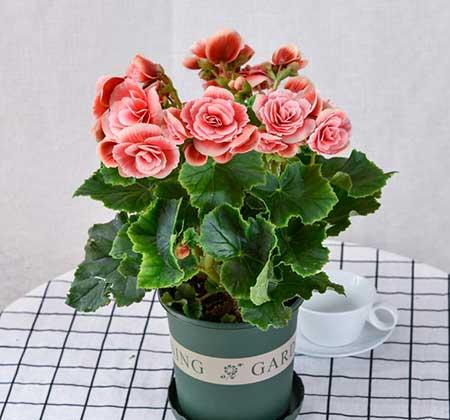 适合室内养的耐寒花卉绿植