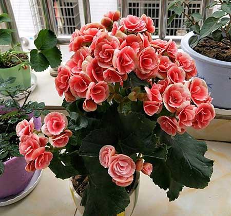 适合室内养的耐寒花卉绿植