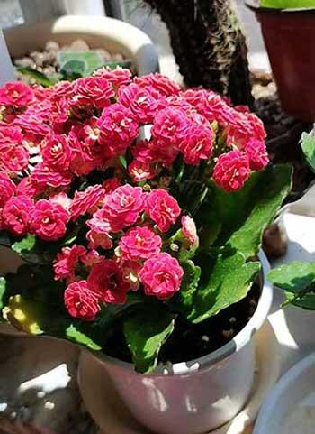 适合室内养的耐寒花卉绿植