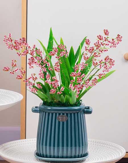 适合室内养的耐寒花卉绿植