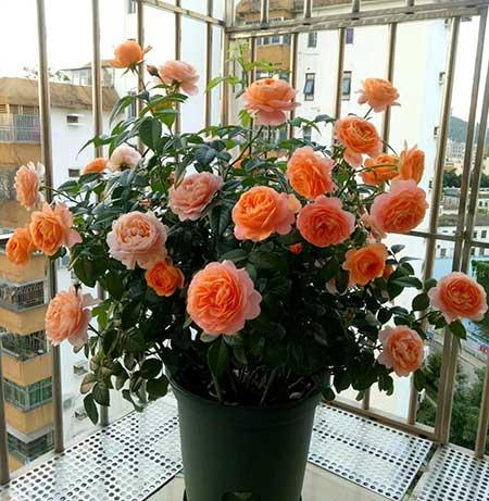 适合室内养的名贵花卉