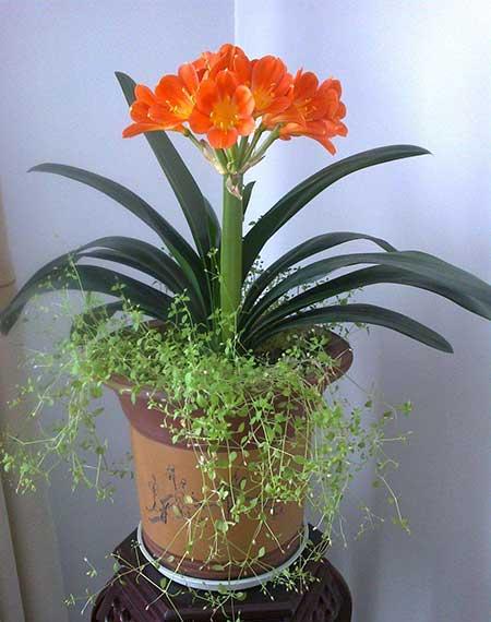 适合室内养的名贵花卉