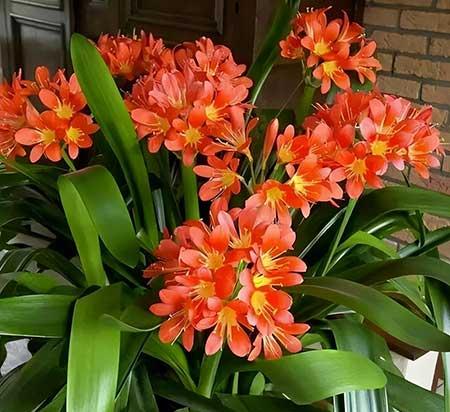 适合室内养的名贵花卉