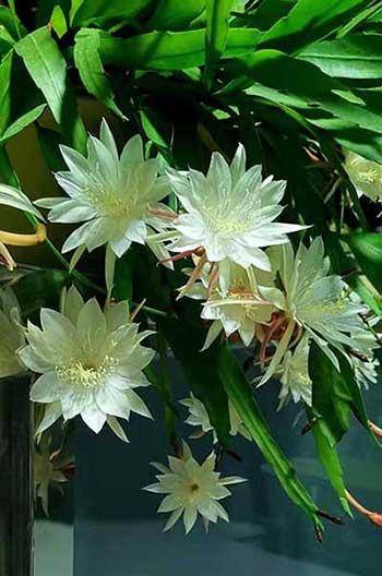 适合室内养的名贵花卉