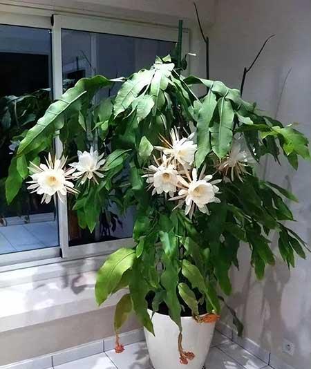 适合室内养的名贵花卉