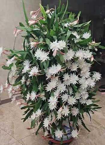 适合室内养的名贵花卉