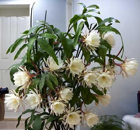 适合室内养的名贵花卉