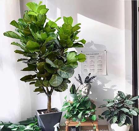 适合室内养的名贵花卉