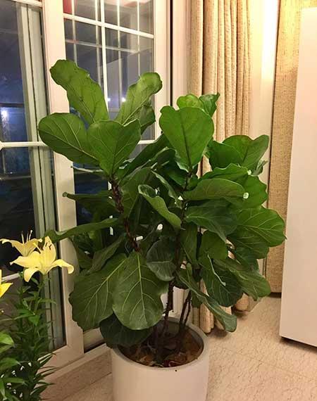 适合室内养的名贵花卉