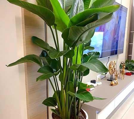 适合室内养的名贵花卉