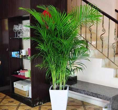 适合室内养的名贵花卉