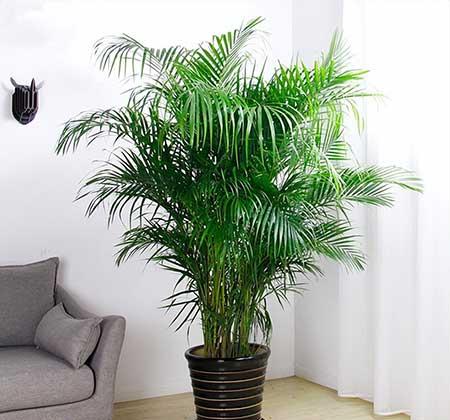 适合室内养的名贵花卉