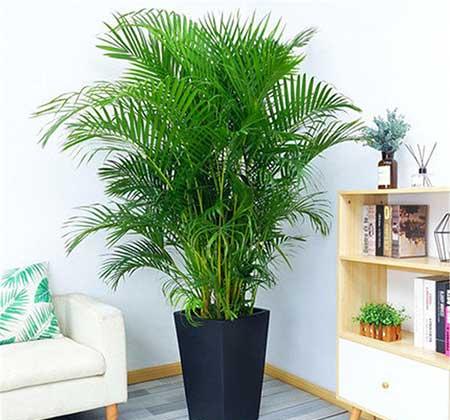 适合室内养的名贵花卉