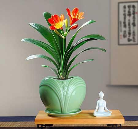 适合室内养的名贵花卉