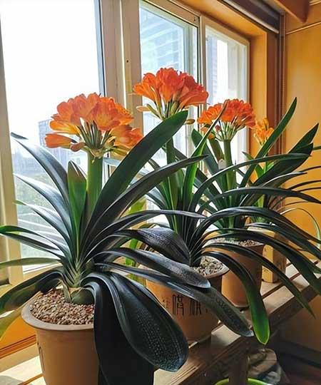 适合室内养的名贵花卉