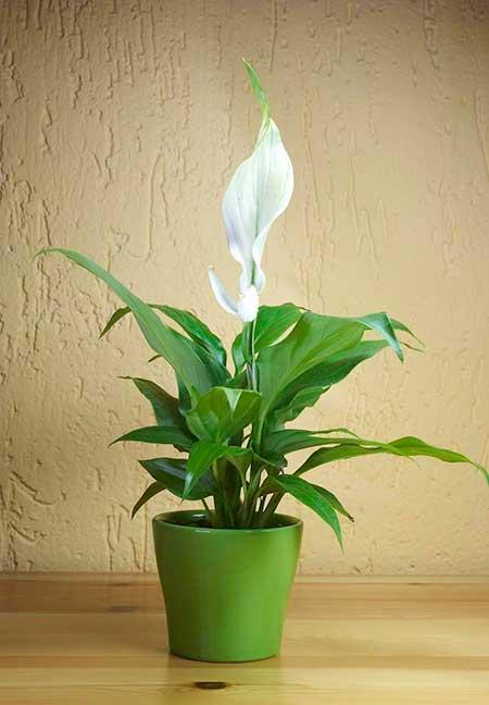 适合室内养的绿植花卉