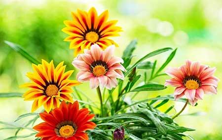 适合室内养的绿植花卉