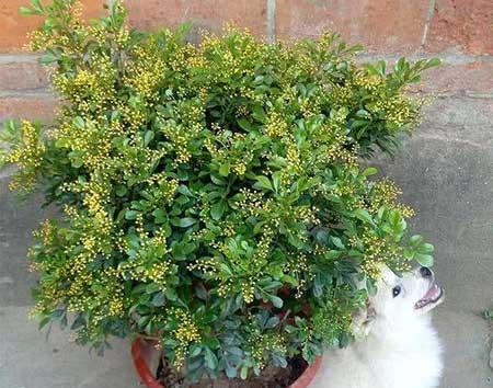 适合室内养的绿植花卉