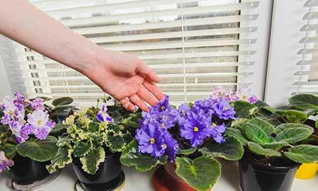 适合室内养的绿植花卉