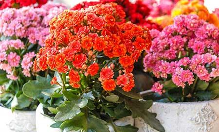 适合室内养的绿植花卉