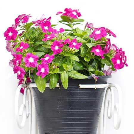 适合室内养的绿植花卉