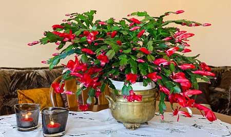 适合室内养的绿植花卉