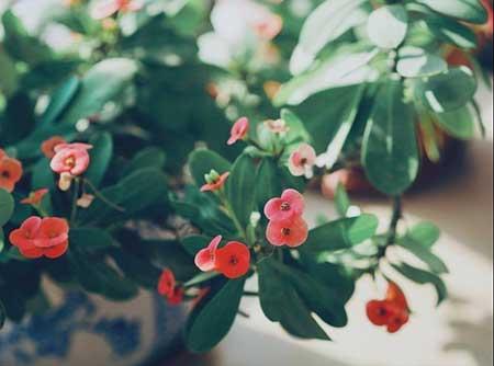 适合室内养的绿植花卉