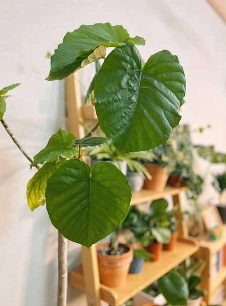 适合室内窗台养的花