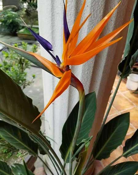 适合室内窗台养的花